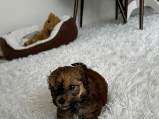 MALE COCKAPOO PUPPY for sale in Gravesend, Kent - Image 4