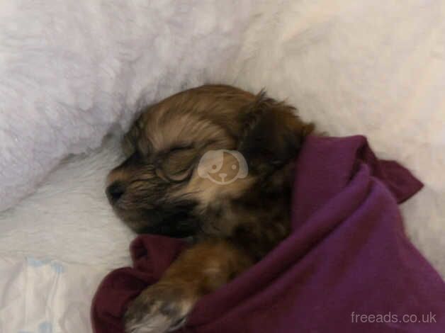 MALE COCKAPOO PUPPY for sale in Gravesend, Kent - Image 5