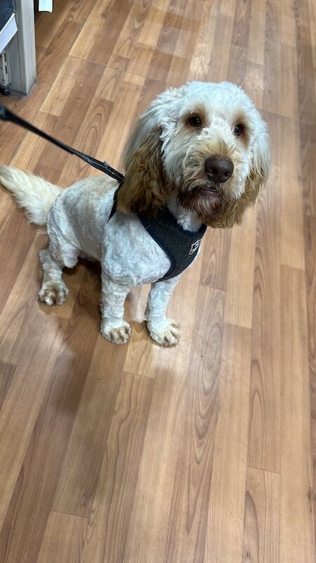 Male Cockerpoo for sale in Watford, Hertfordshire