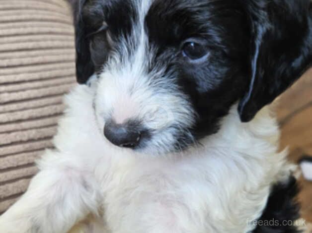 Male F2 Cockapoo 8 weeks old for sale in Angus