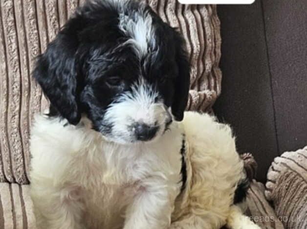 Male F2 Cockapoo 8 weeks old for sale in Angus - Image 2