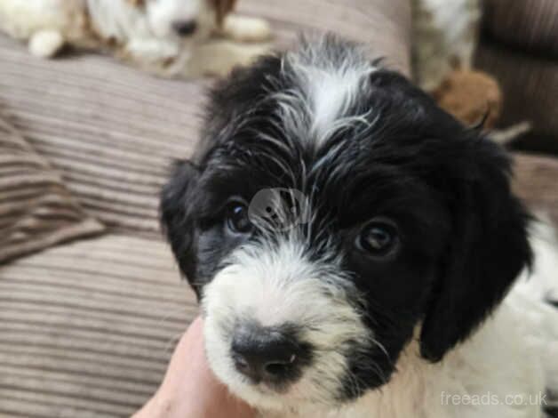 Male F2 Cockapoo 8 weeks old for sale in Angus - Image 3