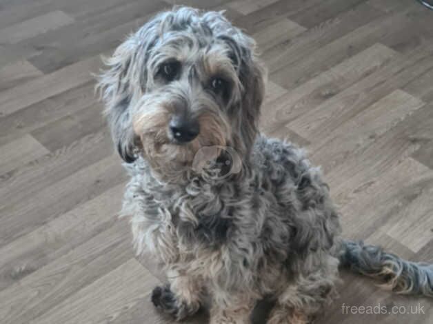 Merle cockapoo 15 months old for sale in Leeds, West Yorkshire - Image 1