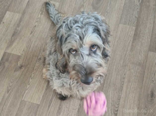 Merle cockapoo 15 months old for sale in Leeds, West Yorkshire - Image 2