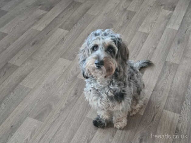 Merle cockapoo 15 months old for sale in Leeds, West Yorkshire - Image 4