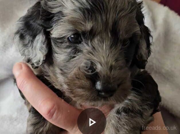 Merle cockapoo's for sale in Wolverhampton, West Midlands - Image 1