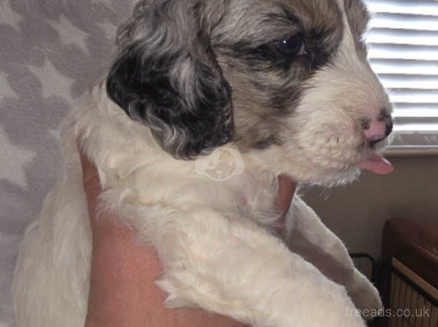 Cockapoo Puppies for sale in West Midlands