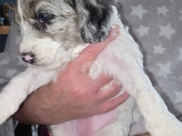 Cockapoo Puppies for sale