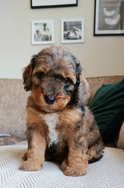 Blue merle 2025 cockapoo for sale