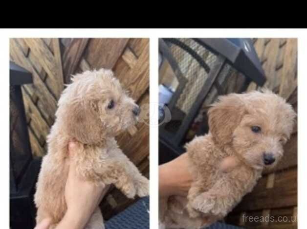 Micro cockapoo for sale in Bradford, West Yorkshire