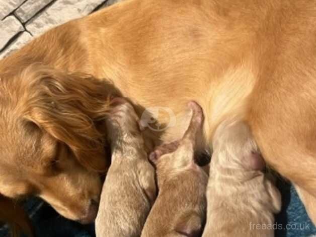 Micro cockapoo for sale in Bradford, West Yorkshire - Image 2