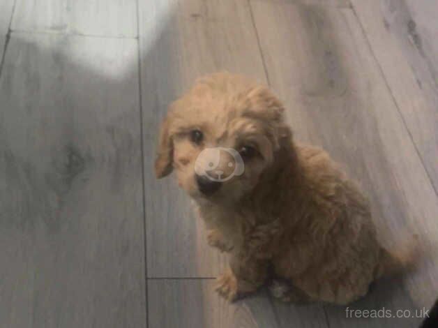 Micro cockapoo for sale in Bradford, West Yorkshire - Image 3