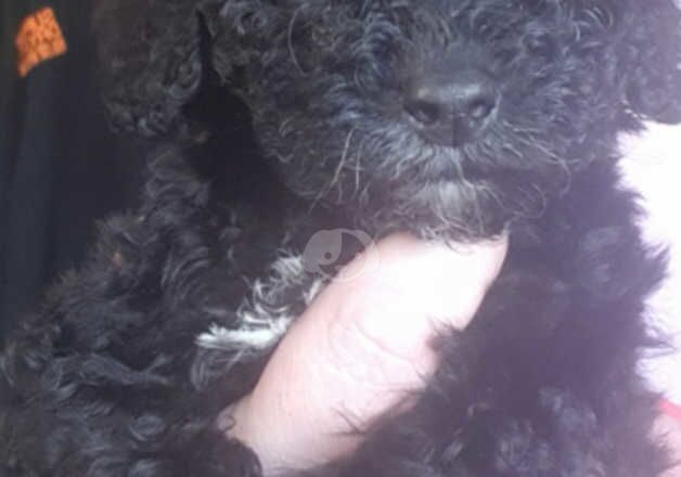 Micro tiny toy female for sale in Mansfield, Nottinghamshire