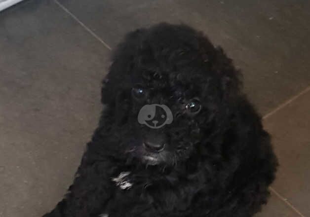 Cockapoo Puppies for sale in Nottinghamshire