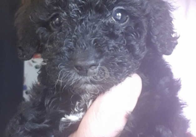 Cockapoo Puppies for sale