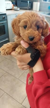 microchipped cavapoo Pups for sale in Amlwch, Isle of Anglesey