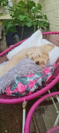 Minature cockapoo needs rehoming for sale in Stockport, Greater Manchester - Image 1