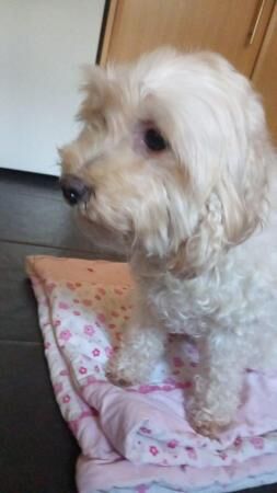 Minature cockapoo needs rehoming for sale in Stockport, Greater Manchester - Image 2