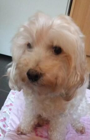 Minature cockapoo needs rehoming for sale in Stockport, Greater Manchester - Image 4