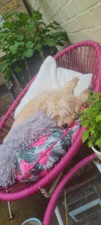 Minature cockapoo needs rehoming for sale in Stockport, Greater Manchester - Image 5