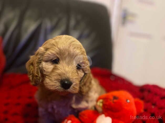 Mini cockerpoo show/toy girl pup for sale in Llanelli, Carmarthenshire