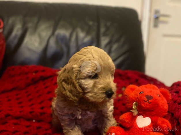 Mini cockerpoo show/toy girl pup for sale in Llanelli, Carmarthenshire - Image 2