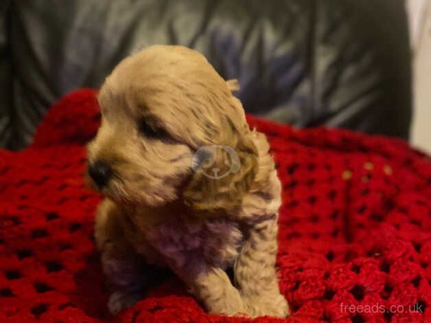 Cockapoo Puppies for sale in Carmarthenshire