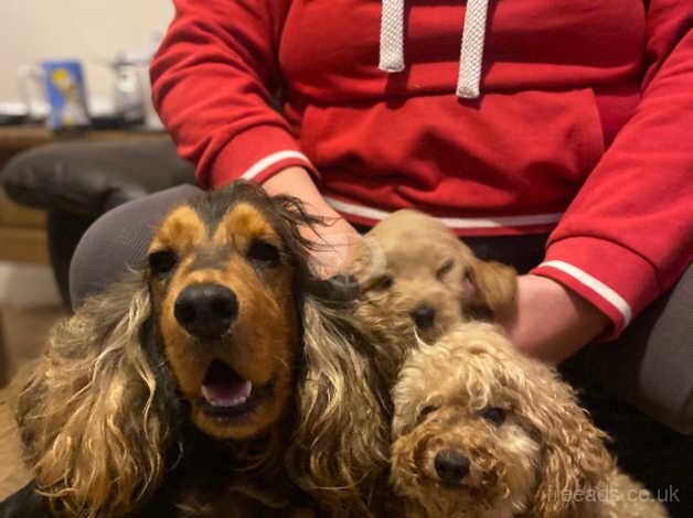 Mini cockerpoo show/toy girl pup for sale in Llanelli, Carmarthenshire - Image 4