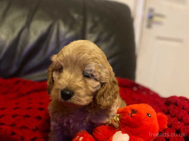 Mini cockerpoo show/toy girl pup for sale in Llanelli, Carmarthenshire - Image 5