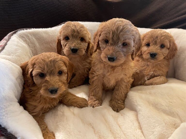 Miniature Cockapoo Golden F1 Puppies for sale in Llanidloes, Powys