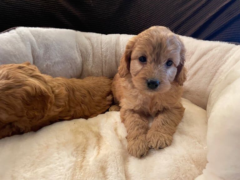 Miniature Cockapoo Golden F1 Puppies for sale in Llanidloes, Powys - Image 2