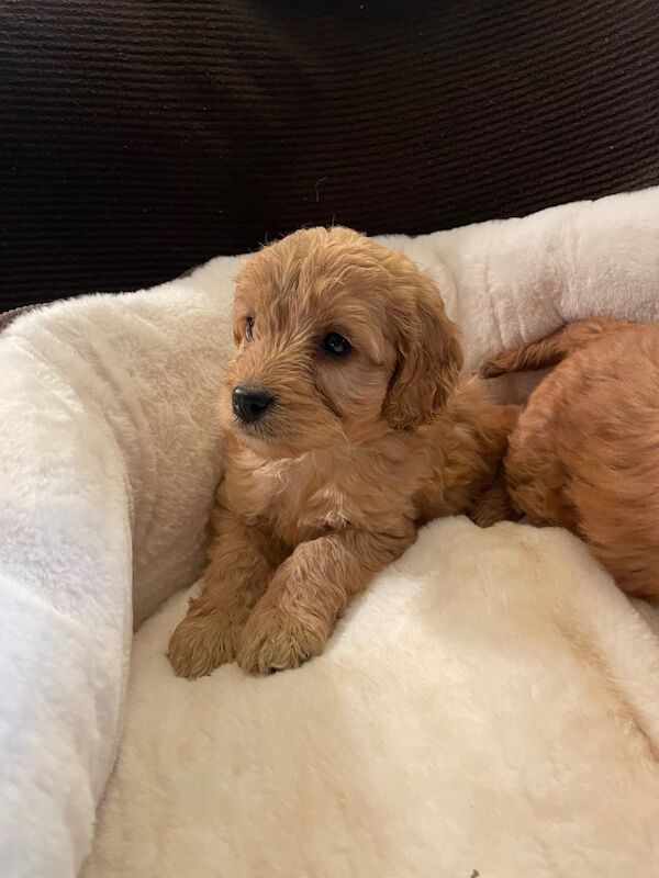 Miniature Cockapoo Golden F1 Puppies for sale in Llanidloes, Powys - Image 3