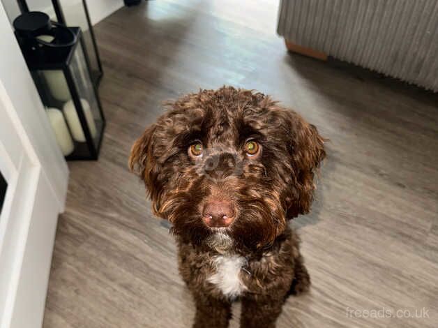 Miniature cockapoo for sale in Evesham, Worcestershire - Image 1