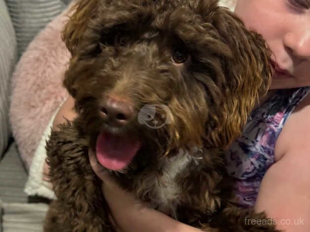 Miniature cockapoo for sale in Evesham, Worcestershire - Image 2