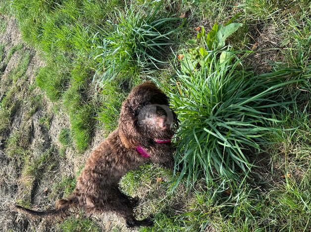 Miniature cockapoo for sale in Evesham, Worcestershire - Image 3