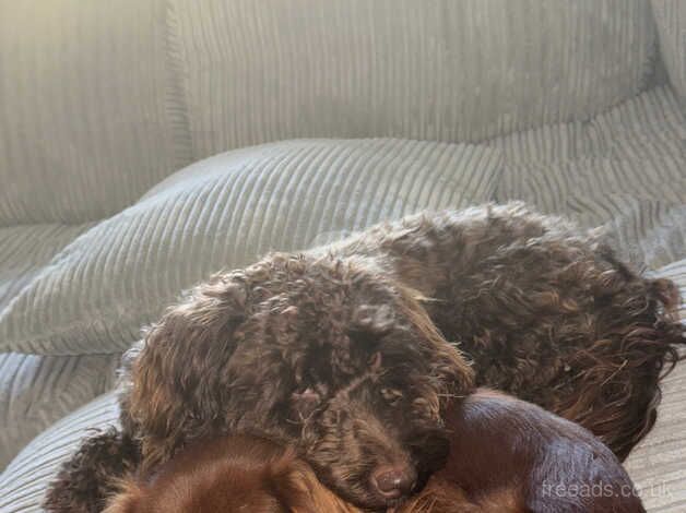 Miniature cockapoo for sale in Evesham, Worcestershire - Image 4