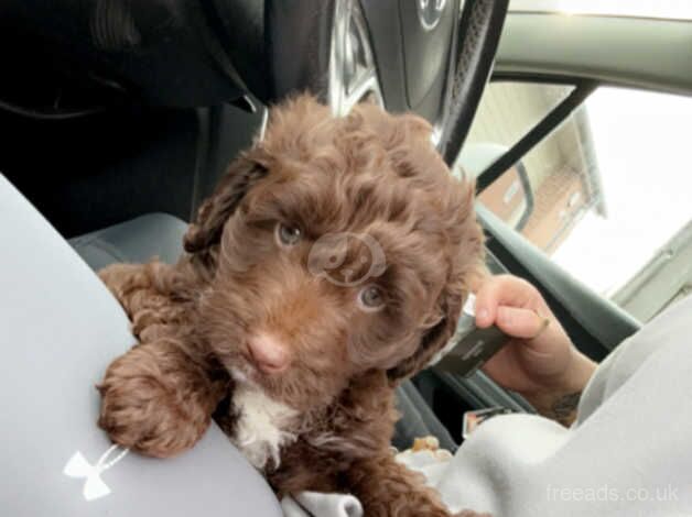 Miniature cockapoo for sale in Stratford-upon-Avon, Warwickshire - Image 1