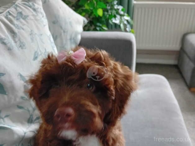 Miniature cockapoo for sale in Stratford-upon-Avon, Warwickshire - Image 2