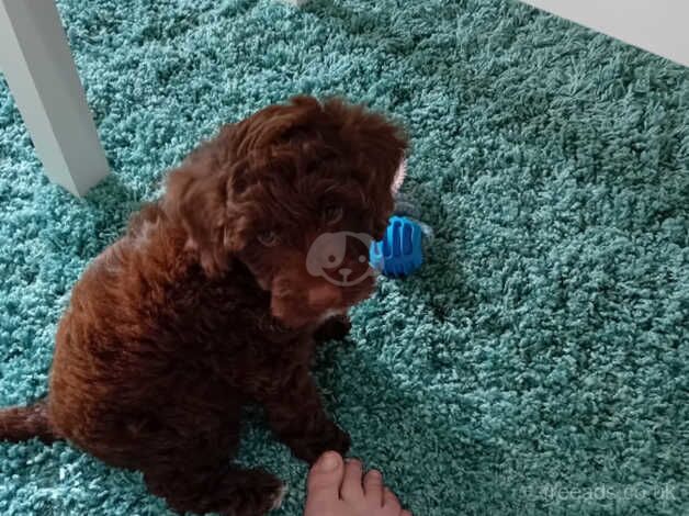 Miniature cockapoo for sale in Stratford-upon-Avon, Warwickshire - Image 4