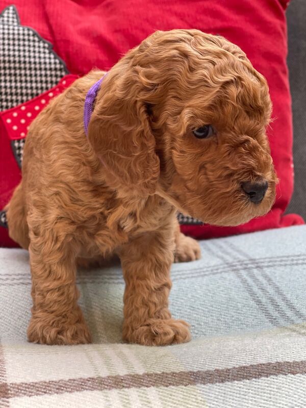 Miniature Cockapoo Puppies for sale in Barnet, Barnet, Greater London - Image 1