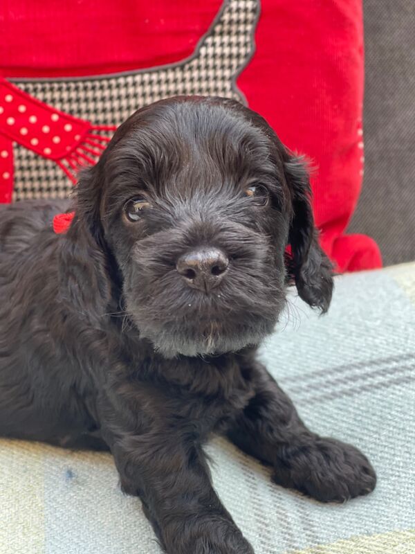 Miniature Cockapoo Puppies for sale in Barnet, Barnet, Greater London - Image 2