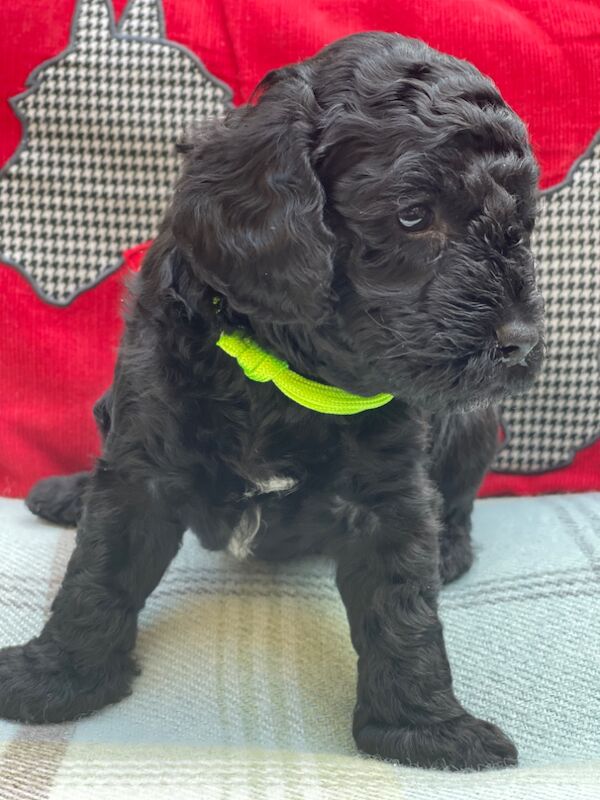 Cockapoo Puppies for sale in Greater London