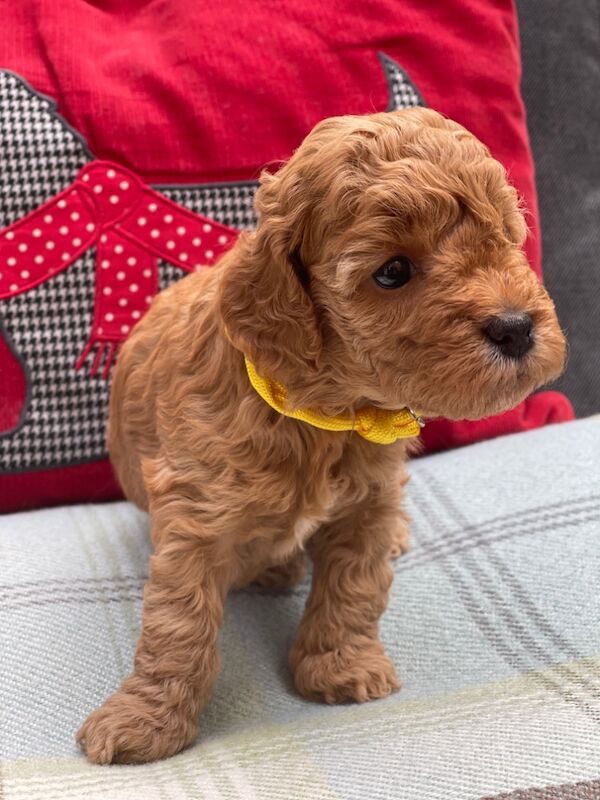 Cockapoo Puppies for sale