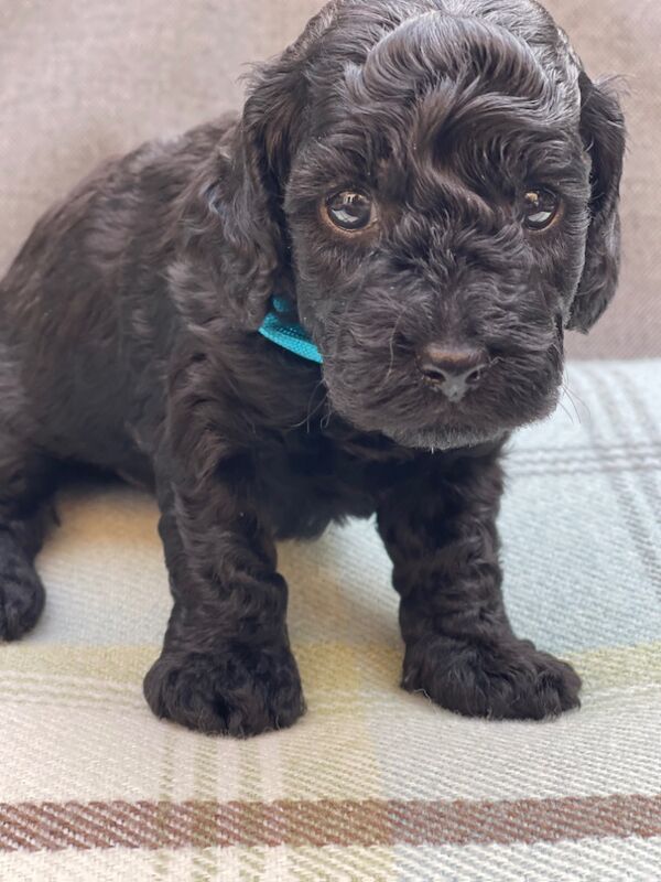 Miniature Cockapoo Puppies for sale in Barnet, Barnet, Greater London - Image 5