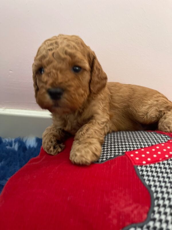 Miniature Cockapoo Puppies for sale in Barnet, Barnet, Greater London - Image 6