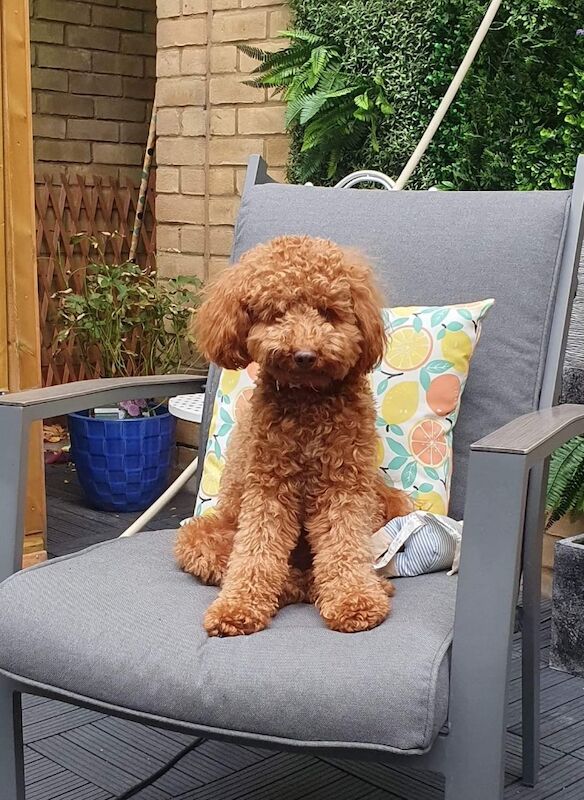 Miniature Cockapoo Puppies for sale in Barnet, Barnet, Greater London - Image 7