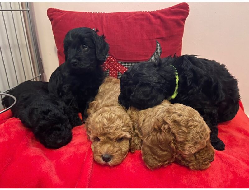 Miniature Cockapoo Puppies for sale in Barnet, Barnet, Greater London - Image 8