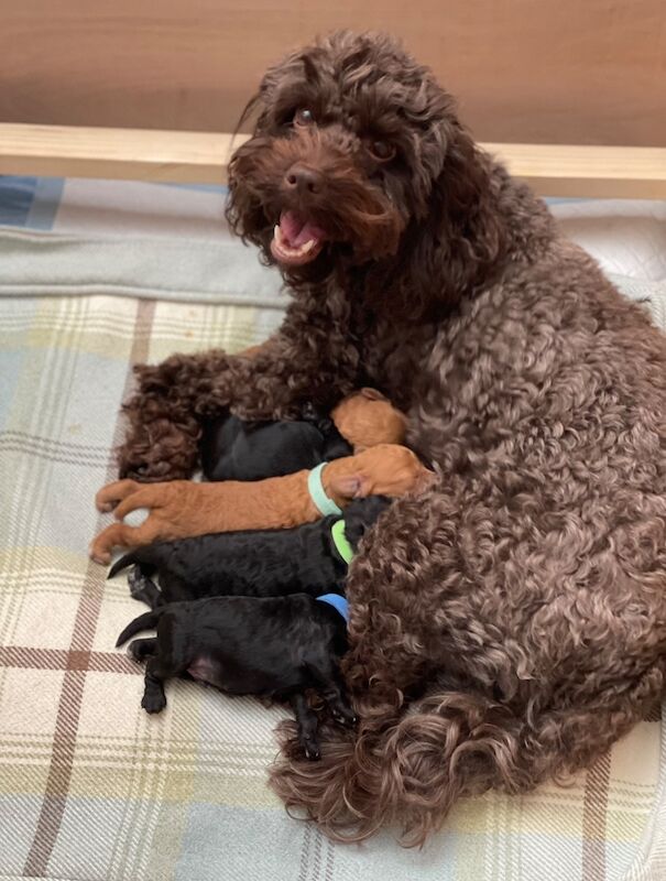 Miniature Cockapoo Puppies for sale in Barnet, Barnet, Greater London - Image 9