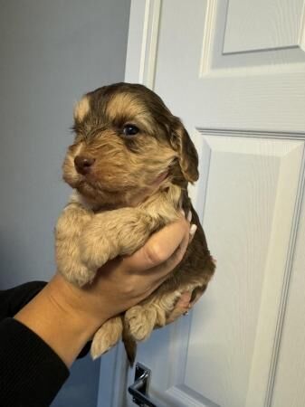 Miniature Cockapoo puppies for sale in New England, Somerset - Image 1