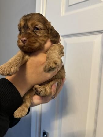 Miniature Cockapoo puppies for sale in New England, Somerset - Image 2